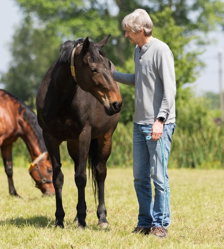 A man strokes the back of a dark horse in a green field.