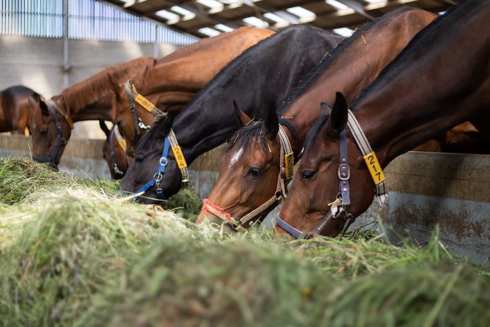 Row of horses feeding on hay inside a stable.