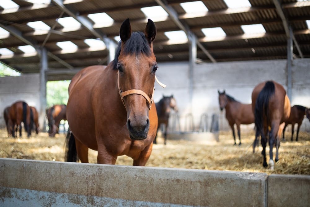 Chevaux debout dans une grande écurie, avec un cheval brun clair à l'avant qui regarde la caméra.