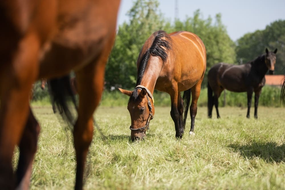 Troupeau de chevaux se nourrissant d'herbe dans un champ ouvert, avec un ciel lumineux au-dessus.